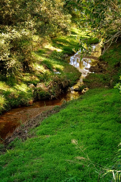 A Creek in Salisbury
