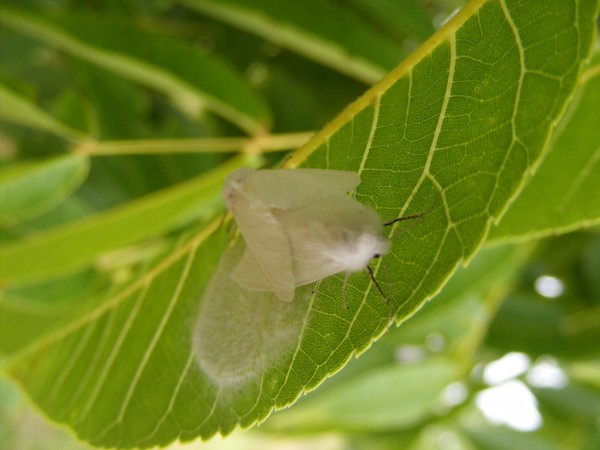 White moths
