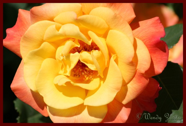 Tangerine Rose