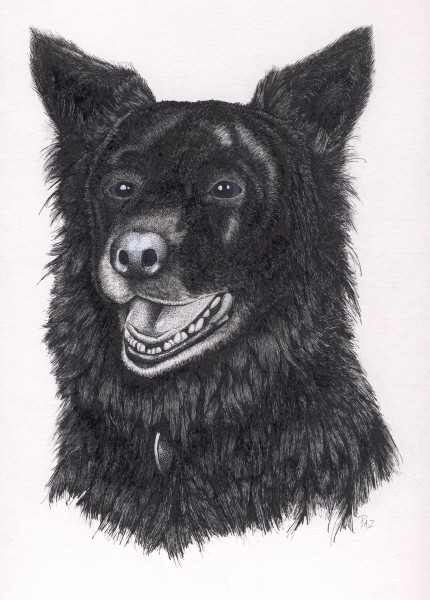 Black Collie