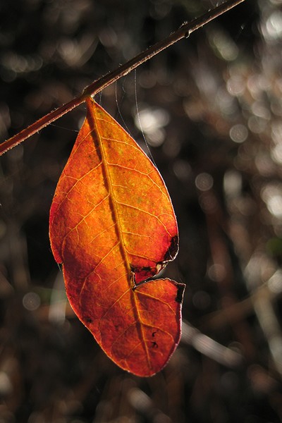 November Leaf