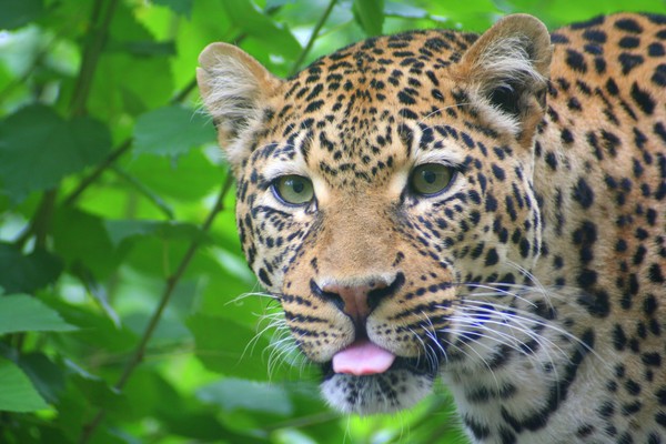 A Leopard's Tongue