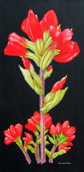 Indian Paintbrush Wild Flower
