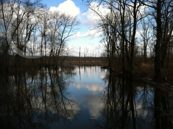 The Great Swamp, NJ