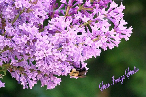 BUMBLE BEE ON LILACS