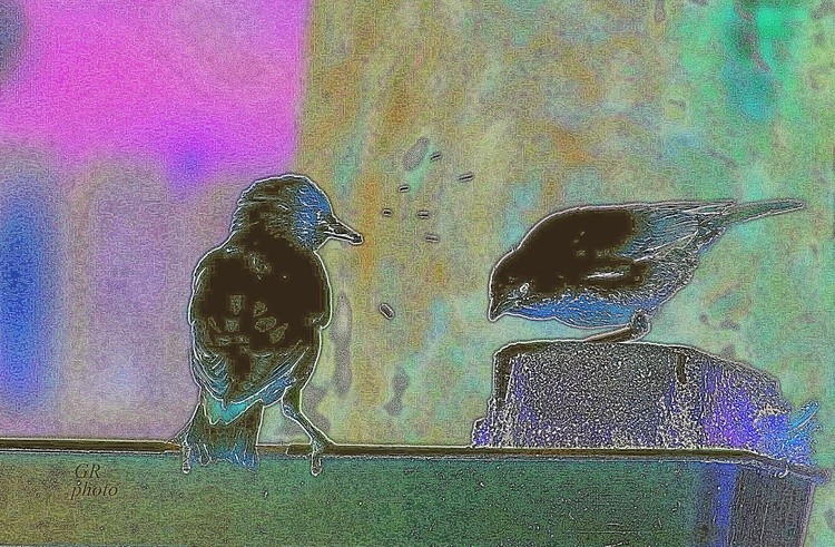 Birds in abstract