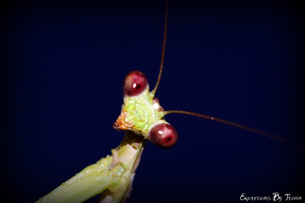 Praying Mantis