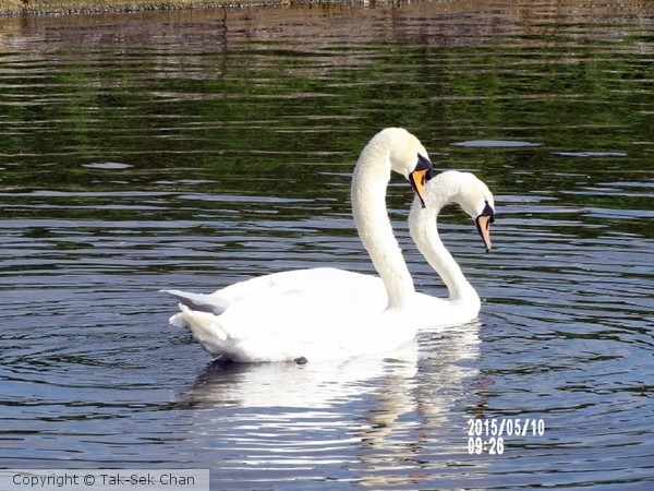 The swans are dating