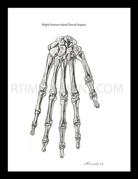 right human hand skeletal diagram