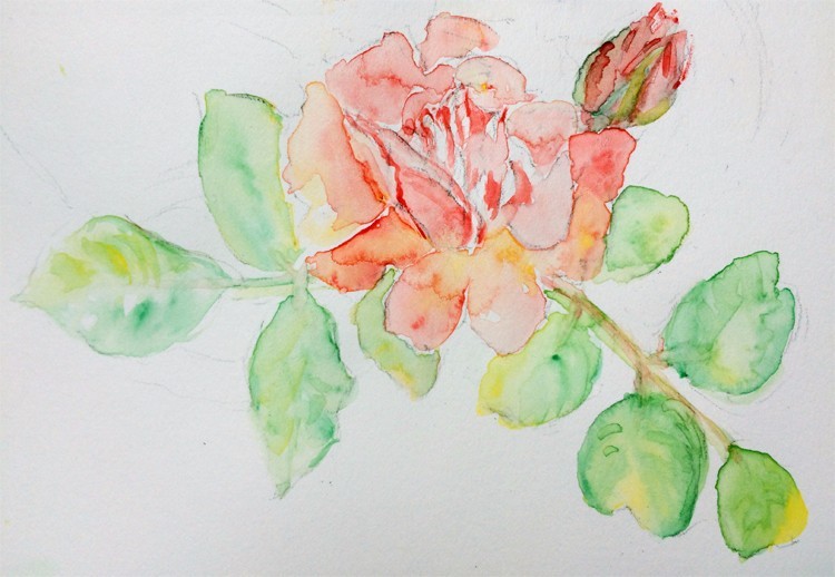 Rose and Bud Watercolor