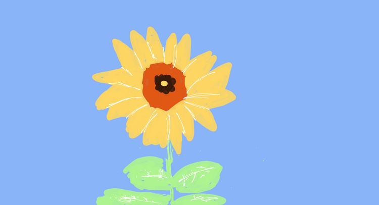 Sunflower glory 