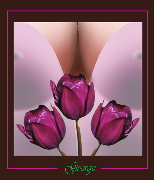 lovely_tulips_4_u