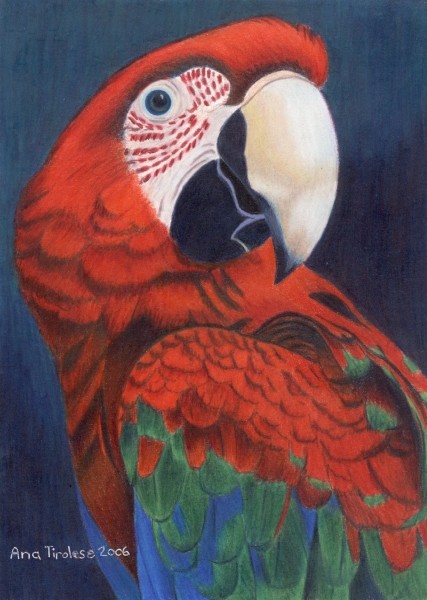 Macaw Parrot