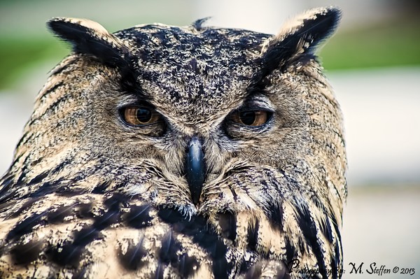 Eurasian Eagle-Owl