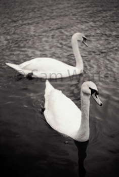 Angled swans