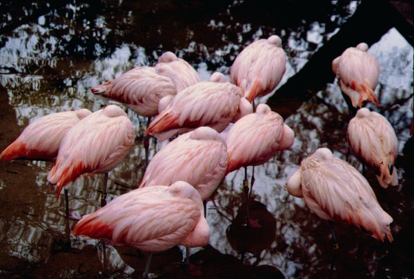 Sleeping  flamincos