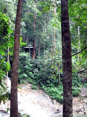 Malaysia Jungle