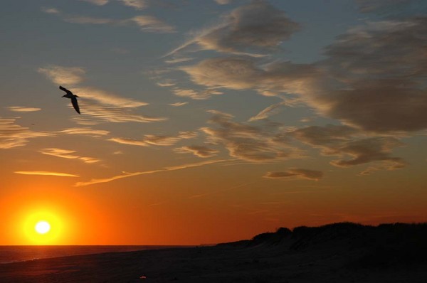 Sunset & Bird