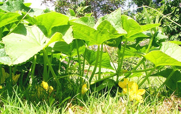 Cucumber Patch