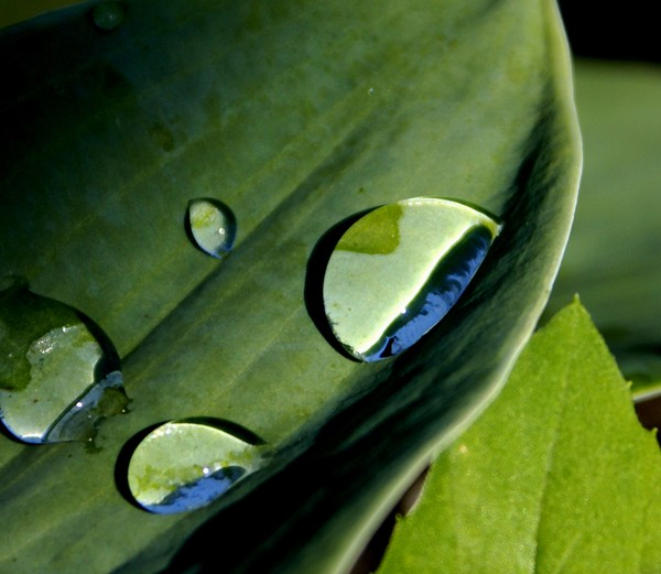 Water on Leaf