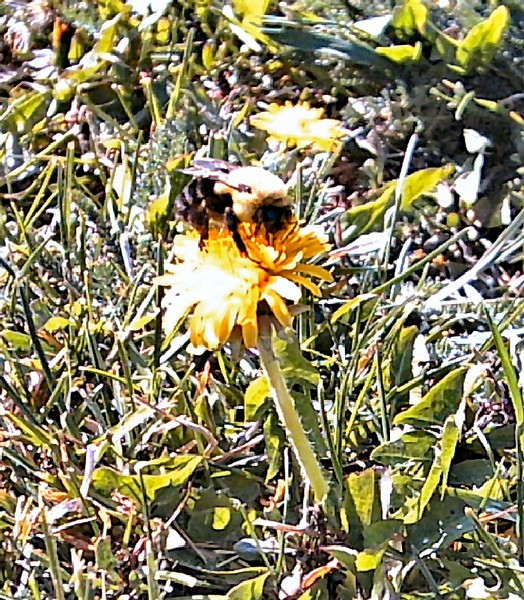daisy bee 