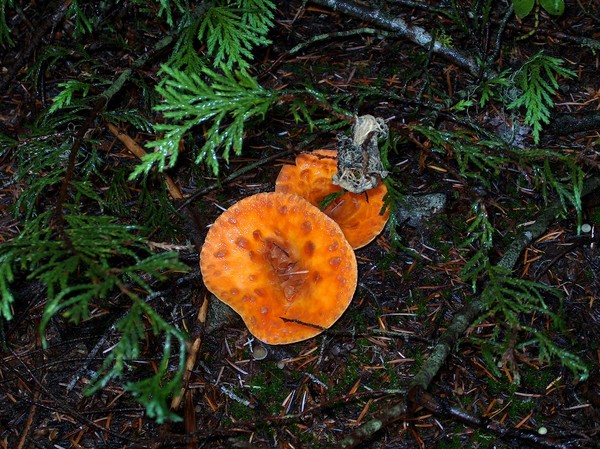 Mushrooms in Orange