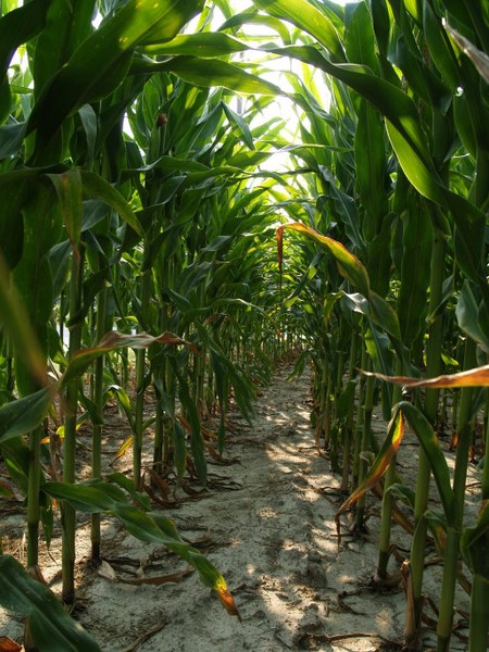 Corn Field Hallway