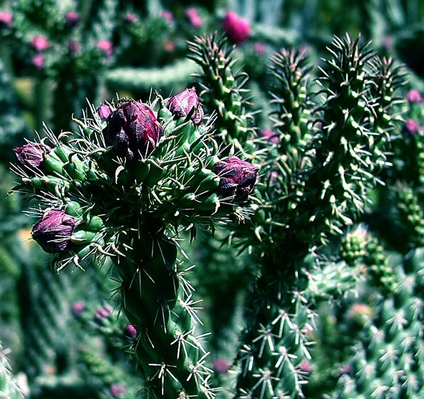 Capitol Park Cacti 3