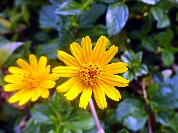 Sunny Flowers