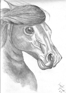 Horse Head 12-17