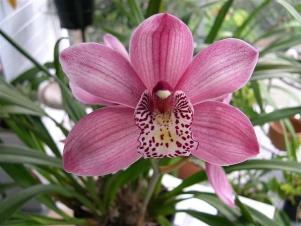 The Little Barrot Orchid, Melbourne, Australia