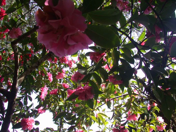 Pink Camellias