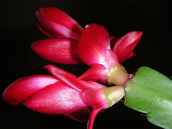 Holiday Cactus In Red