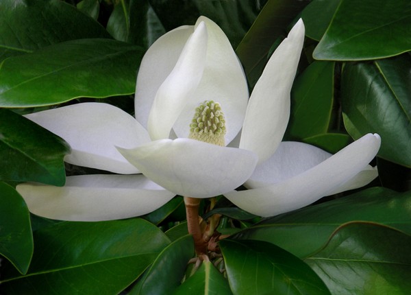 Magnolia In Profile