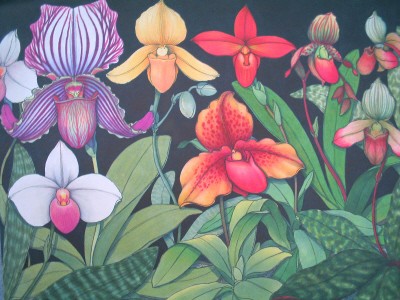 Study of Lady Slipper Orchids