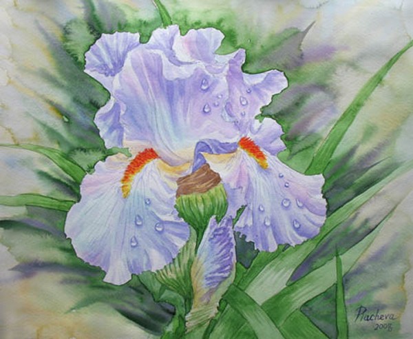 Dew on Light Blue Iris