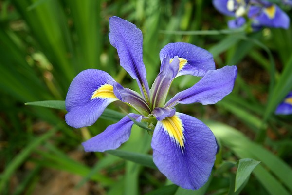 Purple Iris