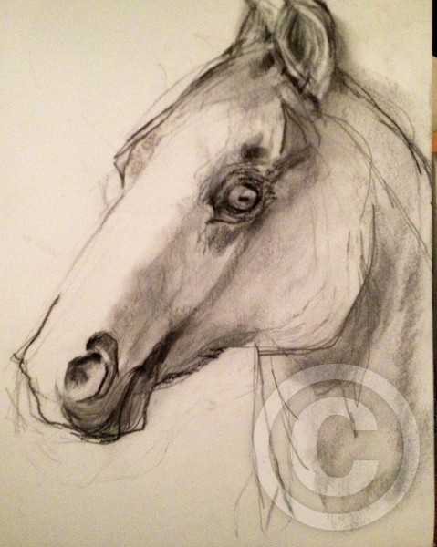 Charcoal drawing horse head