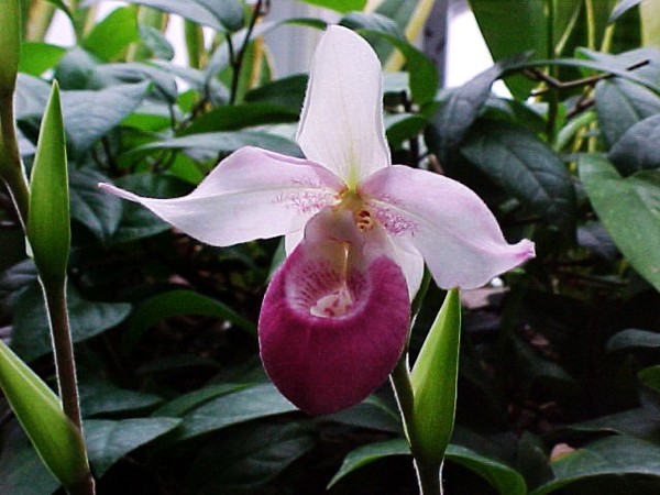 Orchid