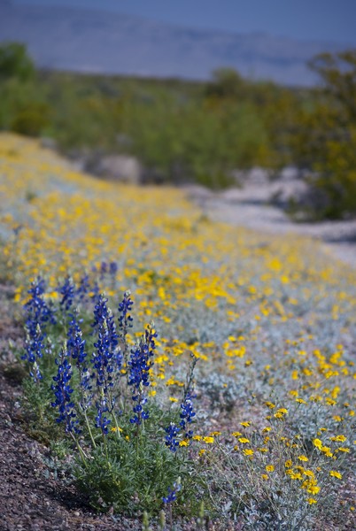 Chihuahuan Desert Wildflowers