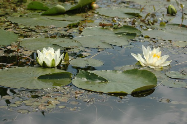 Lilly Pads and Lillys