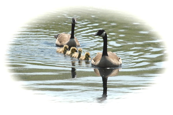  A Family Outing 