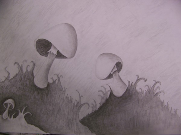 Three Mushrooms...