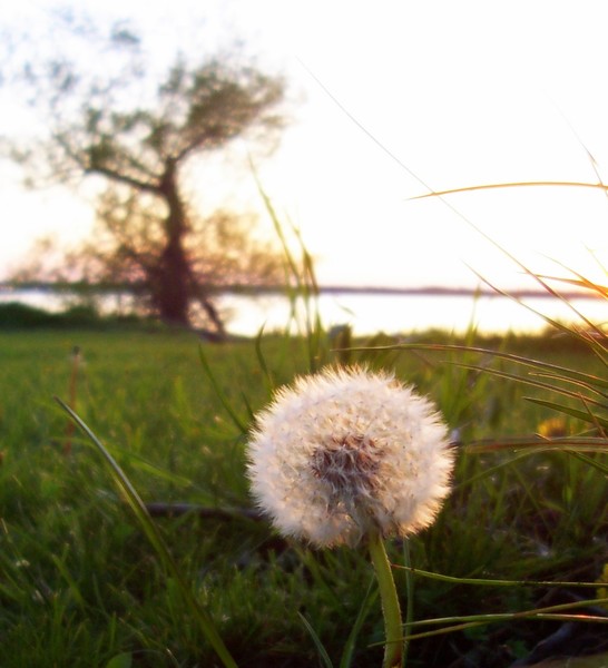 Dandelion and Dancer