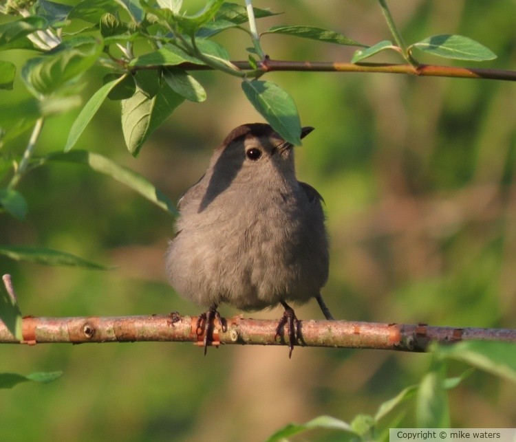 gray catbird