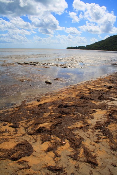 Low Tide Storm Debris