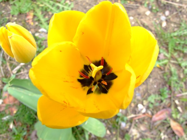 The centre of the Tulip