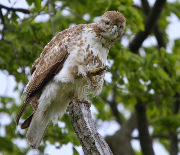 Red Tail Hawk