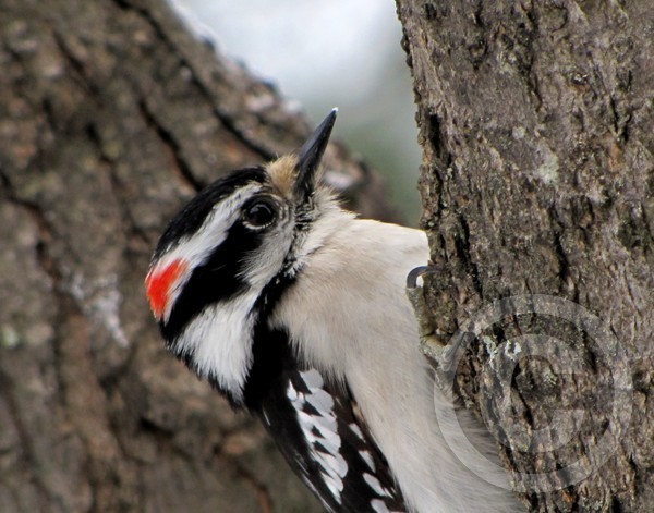Downy woodpecker close-up!
