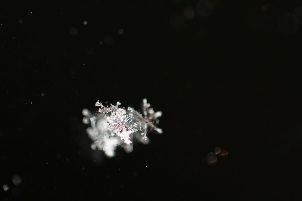 snow flake 4269